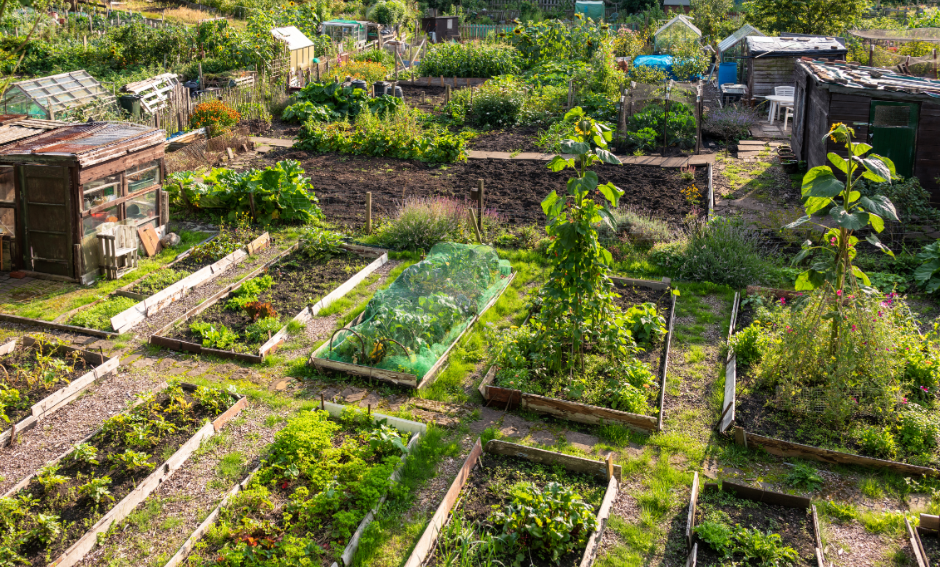 CAG - allotment 1 A picture of a community allotment. wooden planters are in neat rows with small paths between them. Within the planters are different green leafy plants of varying heights. In some planters are canes growing peas. All plants appear to be seasonal summer vegetables. To the back right of the image are some sheds and the community allotment continues right through the image